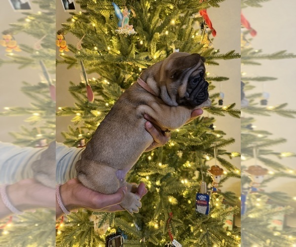 Medium Photo #3 French Bulldog Puppy For Sale in BOYD, TX, USA
