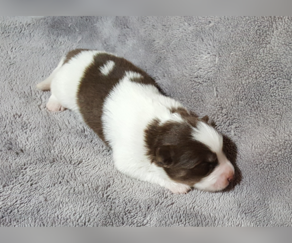 Medium Photo #38 Pomsky Puppy For Sale in RAMONA, CA, USA
