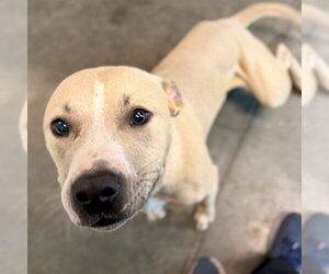 Labrador Retriever-Unknown Mix Dogs for adoption in Tavares, FL, USA