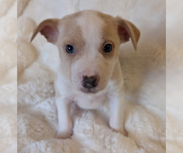 Medium Photo #2 Mutt Puppy For Sale in Brooklyn Center, MN, USA