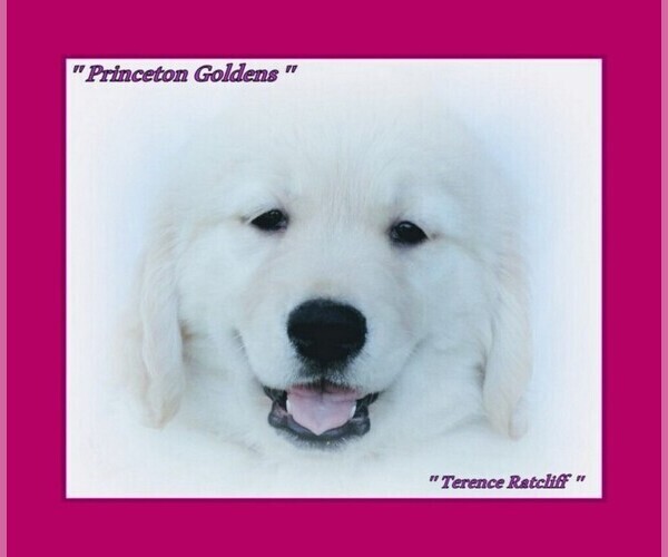 Medium Photo #1 English Cream Golden Retriever Puppy For Sale in PRINCETON, WV, USA