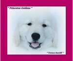 Small Photo #1 English Cream Golden Retriever Puppy For Sale in PRINCETON, WV, USA