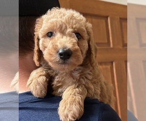 Goldendoodle (Miniature) Puppy for sale in HULL, IA, USA