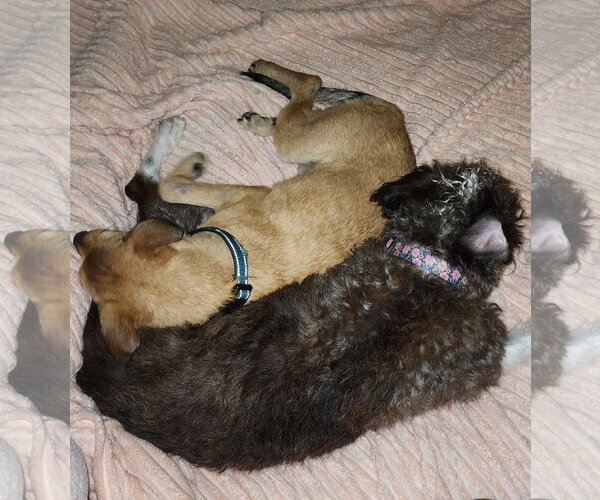 Medium Photo #9 Jack Russell Terrier-Unknown Mix Puppy For Sale in Oakhurst, NJ, USA
