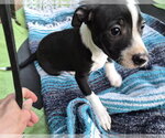 Small #12 Border Collie Mix