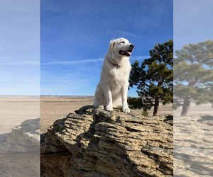 Great Pyrenees Dogs for adoption in Bountiful, UT, USA