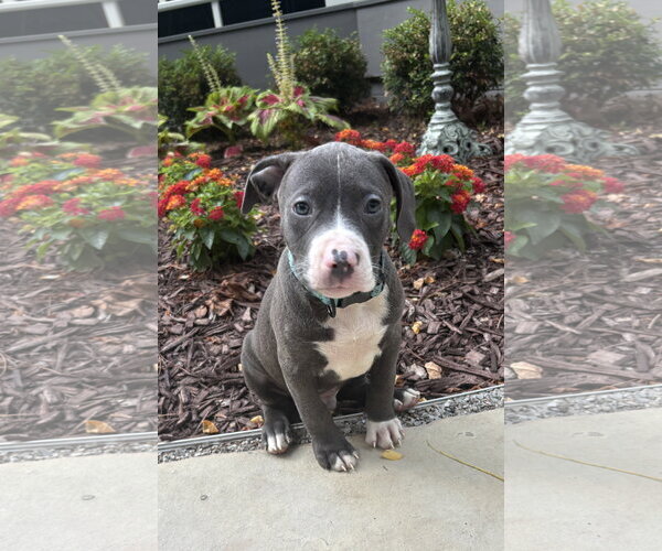 Medium Photo #3 Mutt Puppy For Sale in Clarkston, MI, USA