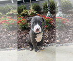 Small #2 Mutt