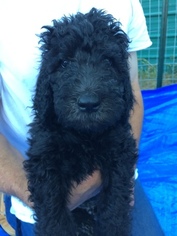 Poodle (Standard) Puppy for sale in KLAMATH FALLS, OR, USA