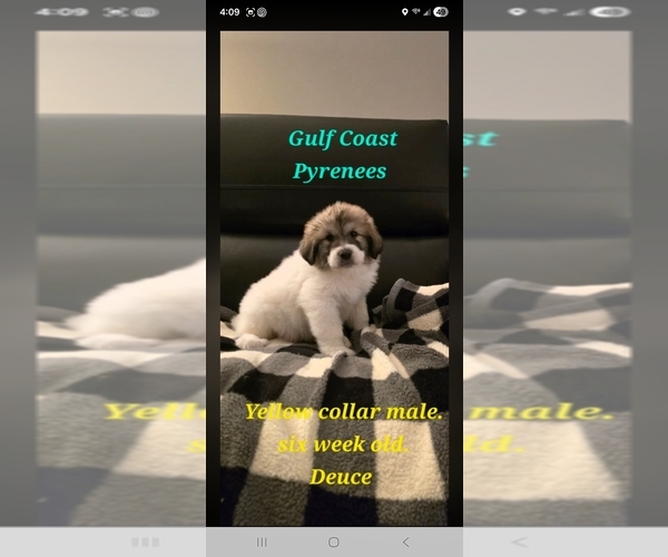 Medium Photo #3 Great Pyrenees Puppy For Sale in BAY SAINT LOUIS, MS, USA