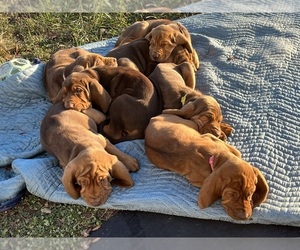 Bloodhound Puppy for sale in SAINTE GENEVIEVE, MO, USA