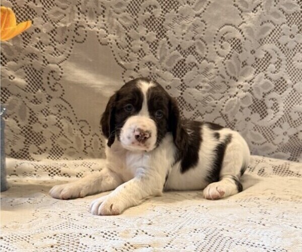 Medium Photo #4 English Springer Spaniel Puppy For Sale in OWEN, WI, USA