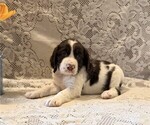 Small #3 English Springer Spaniel
