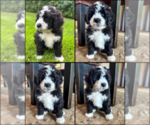 Small #3 Bernedoodle