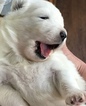Small Photo #2 Samoyed Puppy For Sale in ROCHESTER, NY, USA