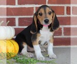 Small Photo #1 Beagle Puppy For Sale in RICHLAND, PA, USA