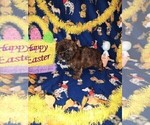 Small Photo #10 Yorkshire Terrier Puppy For Sale in LAPEER, MI, USA