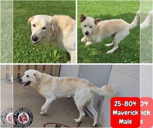 Labrenees Dogs for adoption in Georgetown, KY, USA