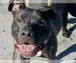 Small #1 Boxer Mix