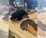 Small #2 Dachshund