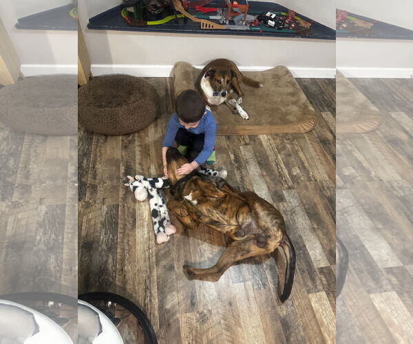 Medium Photo #9 Mutt Puppy For Sale in Fenton, MO, USA