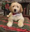 Small Photo #1 Goldendoodle Puppy For Sale in EAST ELLIJAY, GA, USA