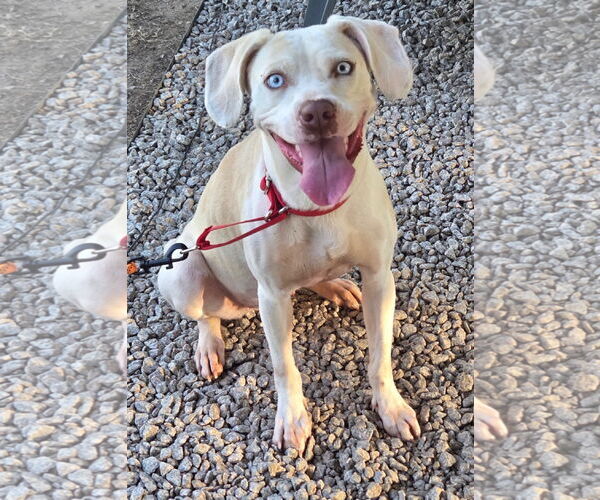 Medium Photo #3  Puppy For Sale in , 