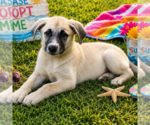 Small #3 Anatolian Shepherd