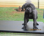 Small Photo #1 Cane Corso Puppy For Sale in NEWNAN, GA, USA