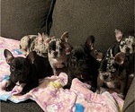 Image preview for Ad Listing. Nickname: Litter of 4