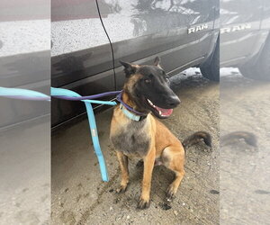 Mutt Dogs for adoption in Imlay City, MI, USA