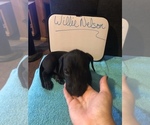 Small Photo #25 Great Dane Puppy For Sale in MINERAL WELLS, TX, USA