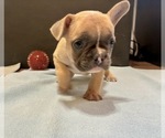 Small #5 French Bulldog