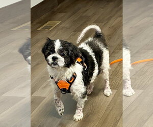 Shih Apso Dogs for adoption in Middlesex, NC, USA