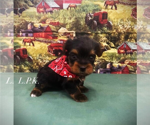 Medium Photo #1 Yorkshire Terrier Puppy For Sale in WINNSBORO, LA, USA