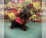 Image preview for Ad Listing. Nickname: Tiny Milo