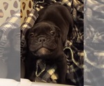 Puppy Puppy 2 Olde English Bulldogge