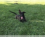 Small Photo #4 Dutch Shepherd Dog Puppy For Sale in SPENCERVILLE, IN, USA