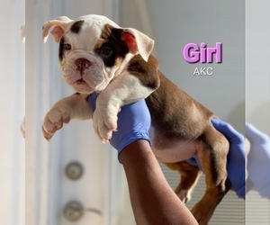 English Bulldog Puppy for sale in ATLANTA, GA, USA