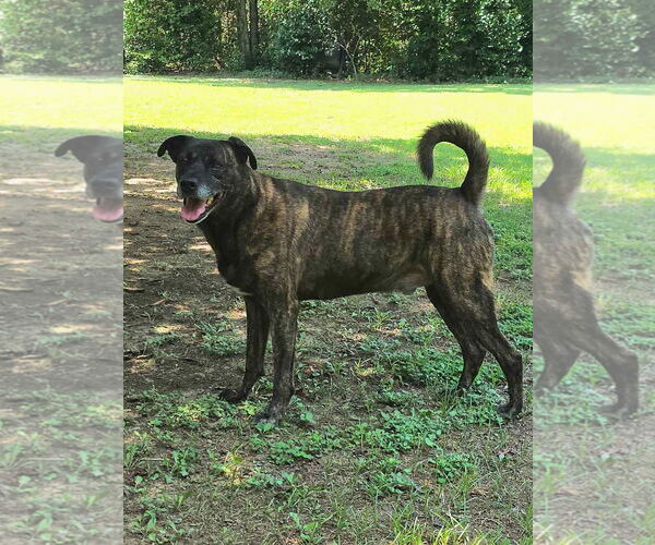 Medium Photo #30 Boxer-Unknown Mix Puppy For Sale in Fort Worth, TX, USA