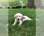 Small Photo #12 Golden Retriever Puppy For Sale in KANSAS CITY, MO, USA
