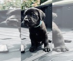 Small Photo #4 Cane Corso Puppy For Sale in SAINT JOSEPH, MO, USA