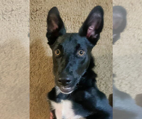 Medium Photo #11 Australian Shepherd-Unknown Mix Puppy For Sale in Minneapolis, MN, USA