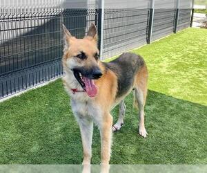 German Shepherd Dog-Unknown Mix Dogs for adoption in Orange, CA, USA