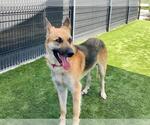 Small German Shepherd Dog Mix