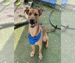 Small #1 Labrador Retriever Mix