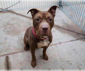 Mutt Dogs for adoption in Martinez, CA, USA