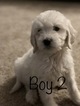 Small #81 Goldendoodle