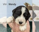 Puppy Wendy Sheepadoodle