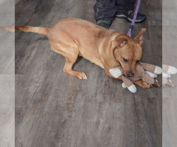 Medium Photo #7 American Staffordshire Terrier-Boxer Mix Puppy For Sale in Huntley, IL, USA